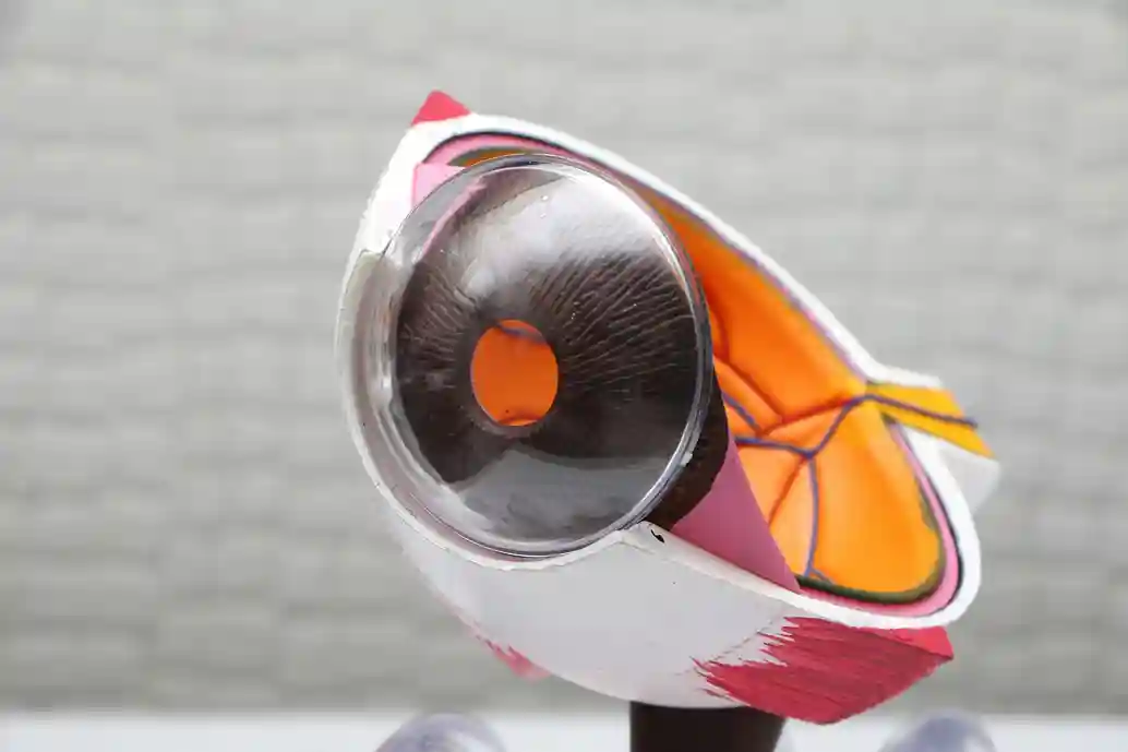 Model of an eye